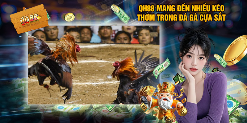 Đá Gà Cựa Sắt QH88 - Địa Chỉ Xem Chọi Kê Đẳng Cấp 2 Luật đá gà cựa sắt chuyên nghiệp và công bằng