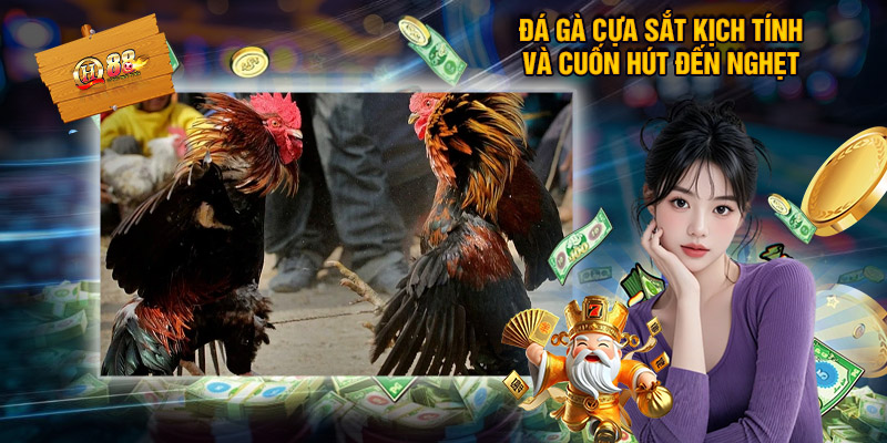 Đá Gà Cựa Sắt QH88 - Địa Chỉ Xem Chọi Kê Đẳng Cấp 1 Đá gà cựa sắt kịch tính và cuốn hút đến nghẹt thở