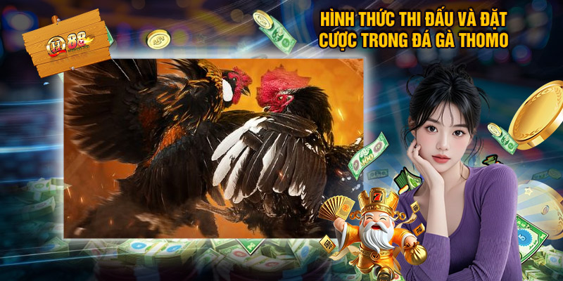 Đá Gà Thomo QH88 – Sân Chơi Kịch Tính Cho Người Mê Chọi Kê 2 Hình thức thi đấu và đặt cược trong đá gà thomo