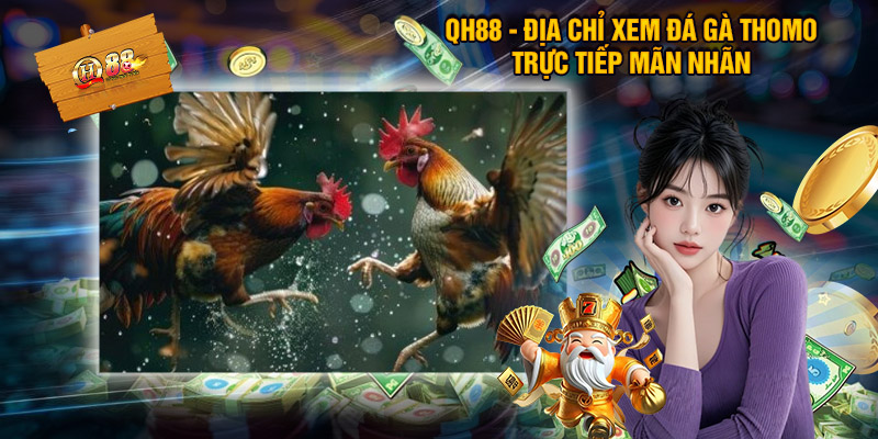 Đá Gà Thomo QH88 – Sân Chơi Kịch Tính Cho Người Mê Chọi Kê 3 QH88 - Địa chỉ xem đá gà thomo trực tiếp mãn nhãn